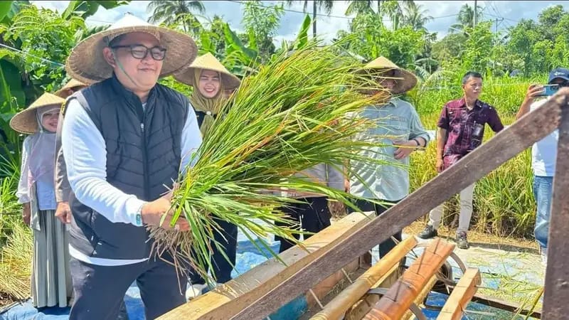DAPAT BANTUAN: Wabup Kusmalahadi panen padi, beberapa waktu lalu. Tahun ini petani KLU terima 28 unit hand traktor.