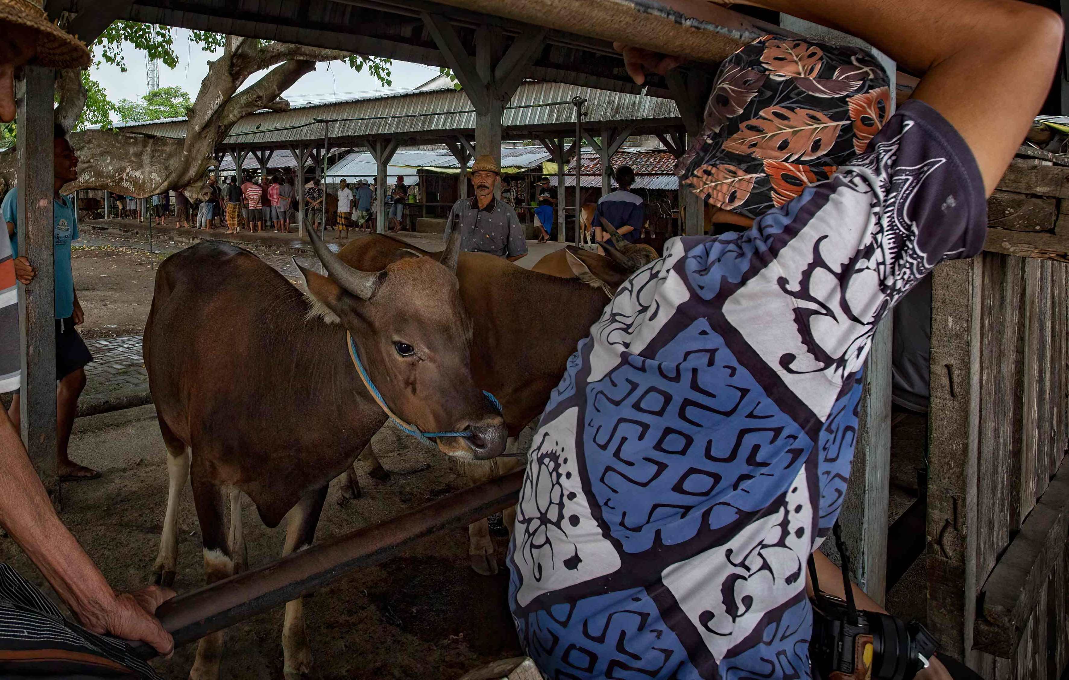 CEGAH PENYEBARAN: Sapi-sapi peternak yang menunggu pembeli, di Mataram beberapa waktu lalu. PMK dan antraks adalah penyakit yang patut diwaspadai untuk sapi.