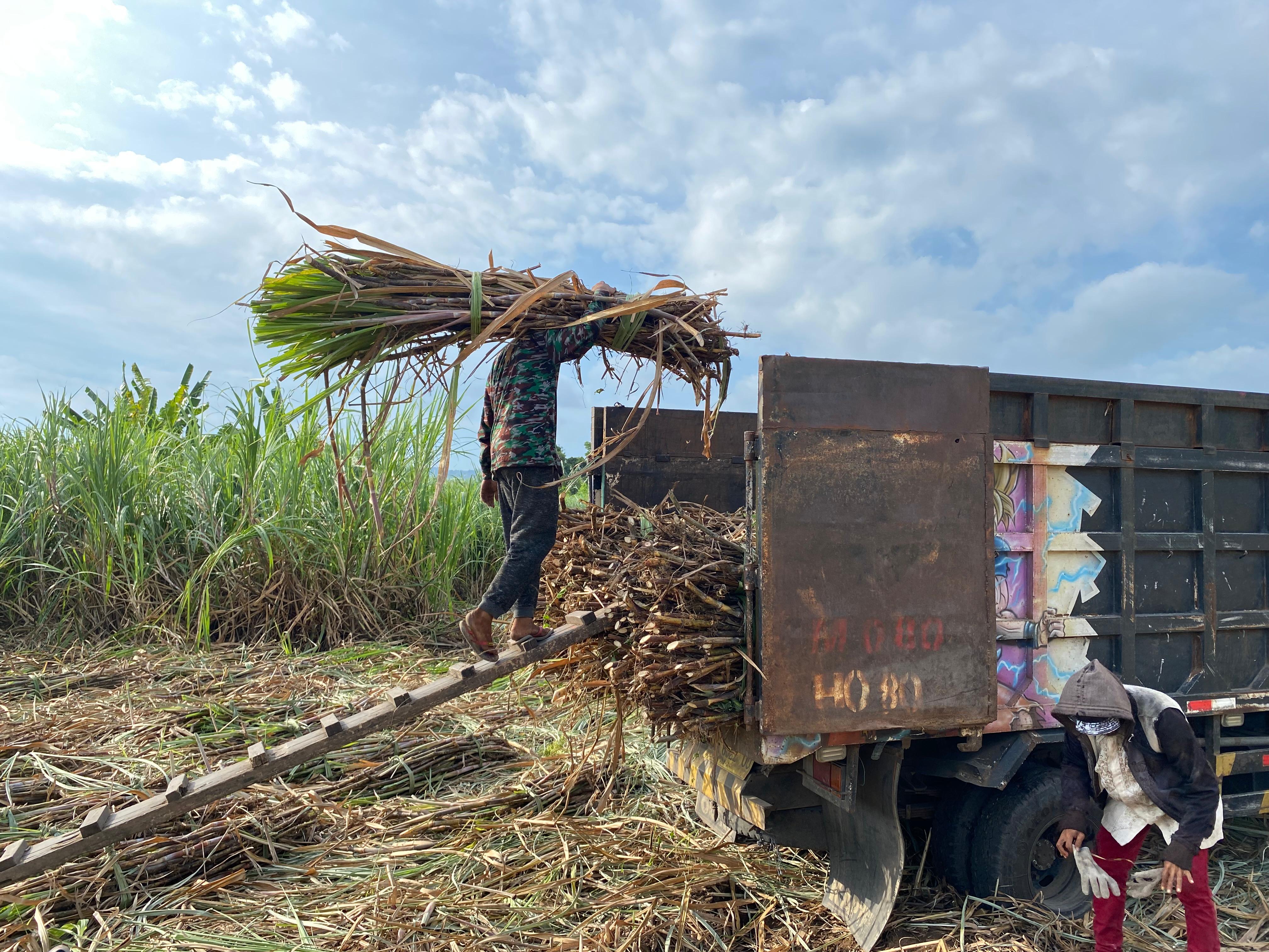 KERJA KERAS: Petani sedang memotong tebu di Desa Doro Peti, Kecamatan Pekat. Kini mereka tak hanya menanam, tapi juga ikut mengelola melalui koperasi.