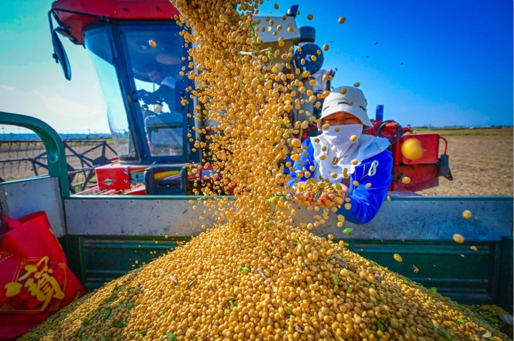 LANGKAH STRATEGIS: Tiongkok mengembangkan lahan kedelai di Angola untuk memperkuat ketahanan pangan nasional dan mengurangi ketergantungan impor.