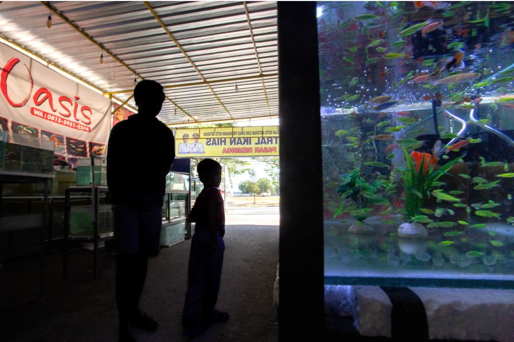 Beberapa pengunjung melihat ikan hias yang ada di Pasar Rembiga, beberapa hari lalu.