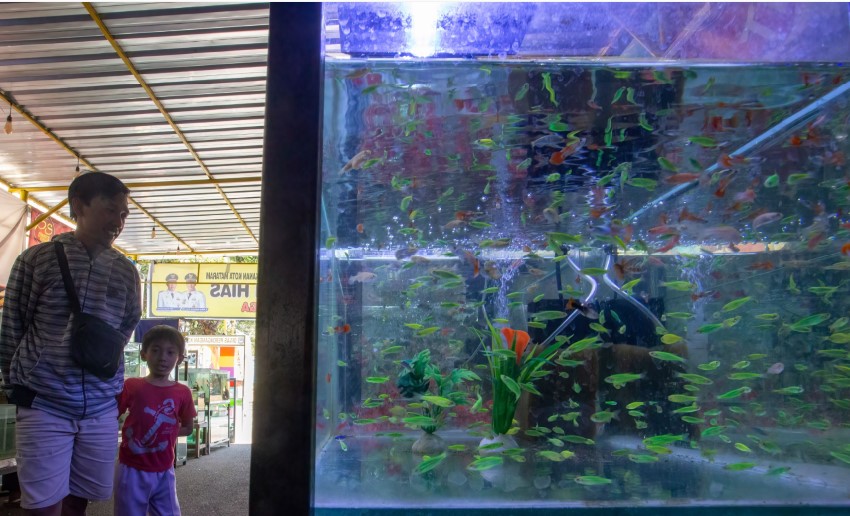 Yuk Kenalan dengan Penghuni Air, Memperkaya Wawasan tentang Berbagai Jenis Ikan