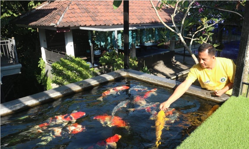KASIH MAKAN: Matlalil Anwar saat memberikan ikan koi miliknya makan di salah satu kolam di Lesehan Elen, Jumat (8/8).