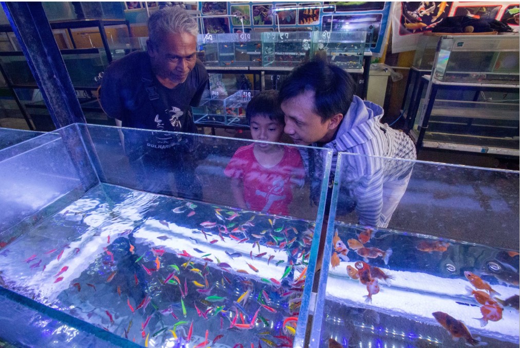 PILIH IKAN: Seorang pria membawa anaknya membeli ikan hias di pasar ikan hias Rembiga, Kota Mataram, Jumat (8/8).