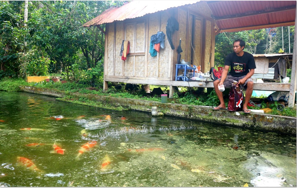 MENJANJIKAN: Supardan, pembudidaya ikan koi di Desa Batu Kumbung, Kecamatan Lingsar, Lombok Barat saat memberi makan ikan koi miliknya.