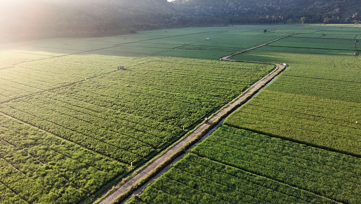 Salah satu lahan pertanian di NTB yang memiliki potensi pajak, berupa transaksi produk pertanian.