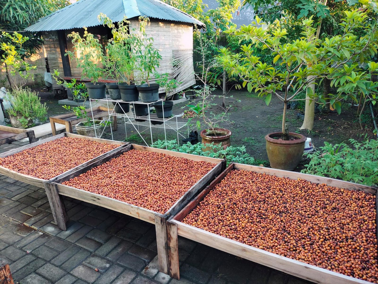 Proses penjemuran biji kopi yang digunakan kopi Lasingan, beberapa waktu lalu.