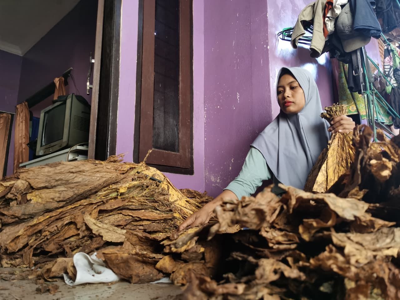 Seorang buruh sedang memilih daun tembakau yang sudah dioven. Saat ini terdapat 35 perusahaan yang akan  menyerap hasil produksi tembakau di Lombok Timur.