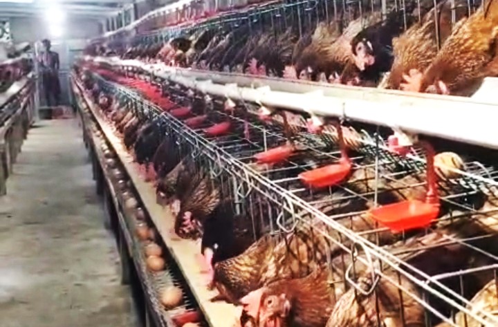 Ayam-ayam petelur di salah satu kandang di di Batulayar menyantap pakan dari campuran jagung yang saat ini harganya sedang naik