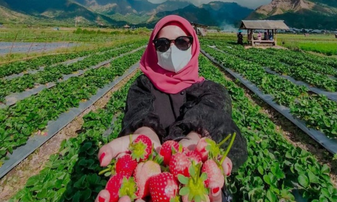 Rekomendasi wisata kebun buah di Lombok NTB