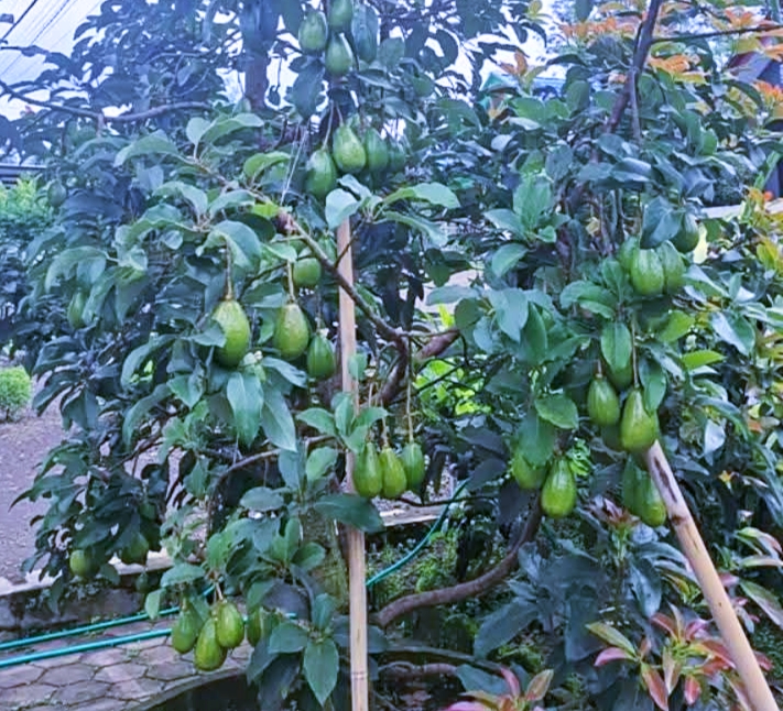Salah satu pohon alpukat yang dipenuhi oleh buahnya (ist/Lombok post)