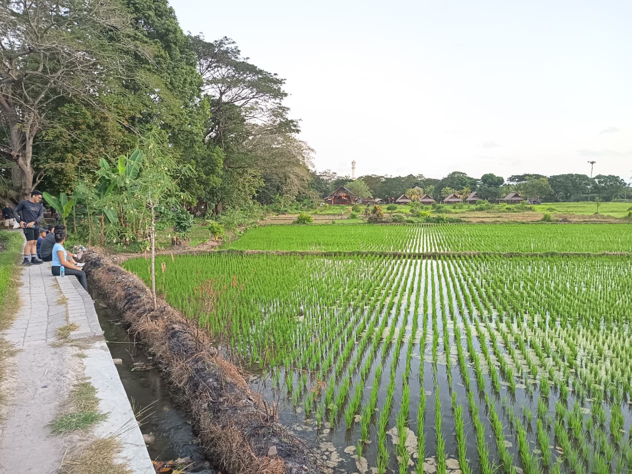 WAJIB DIOPTIMALKAN: Lahan pertanian yang masih tersisa di kawasan Udayana, Kota Mataram.