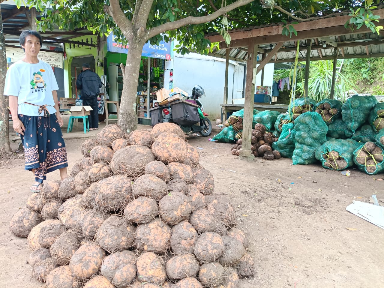 Tumpukan porang yang dikumpulkan dari petani oleh salah satu pengepul porang di Lombok Utara, beberapa waktu lalu.