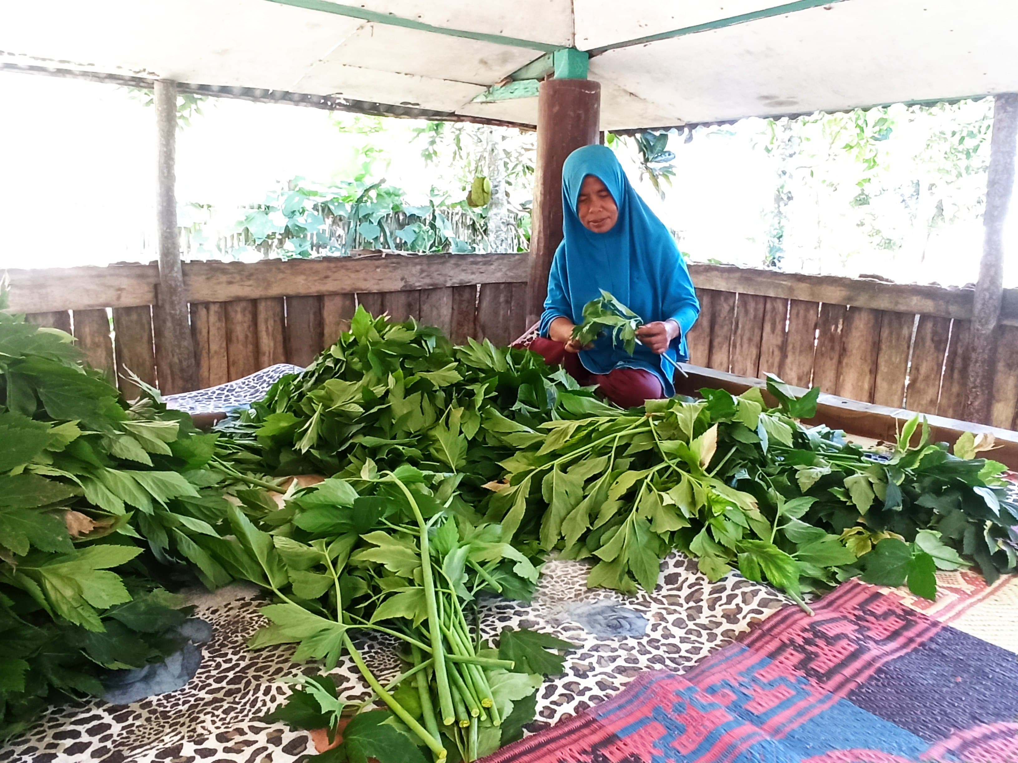 Rina memilih daun Ashitaba dengan kualitas terbaik untuk nantinya diolah menjadi bubuk.