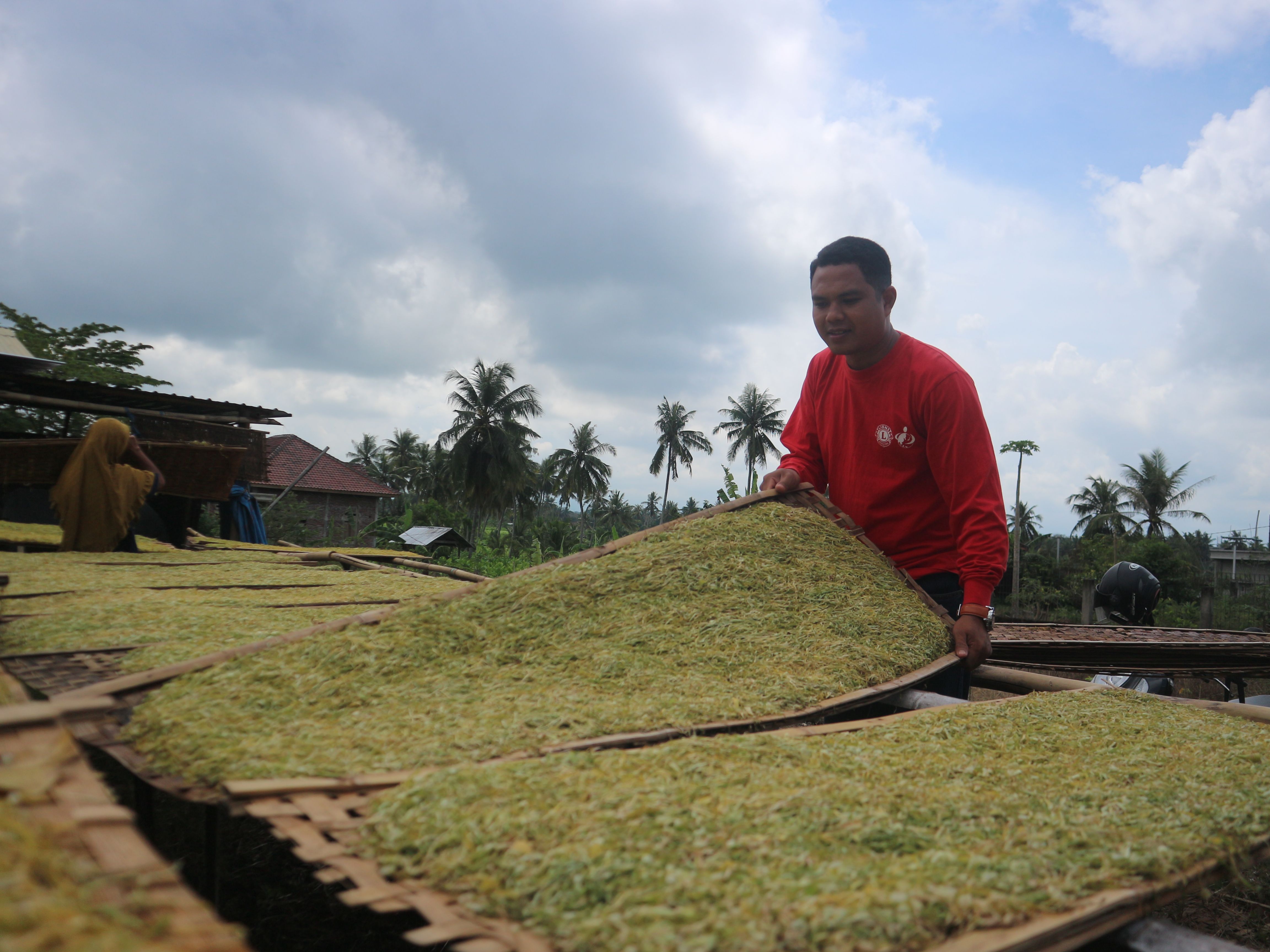 Salah seorang petani tembakau rajang saat menjemur tembakau miliknya di tempat penjemuran yang terkena air hujan, Rabu (27/8).