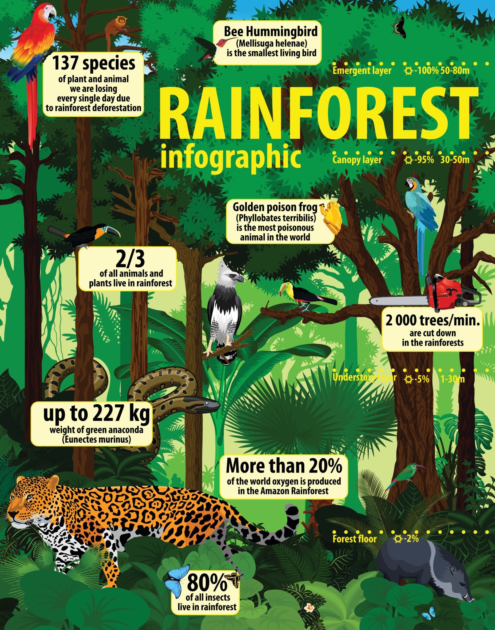 rainforest jungle infographic with animals - vector illustration