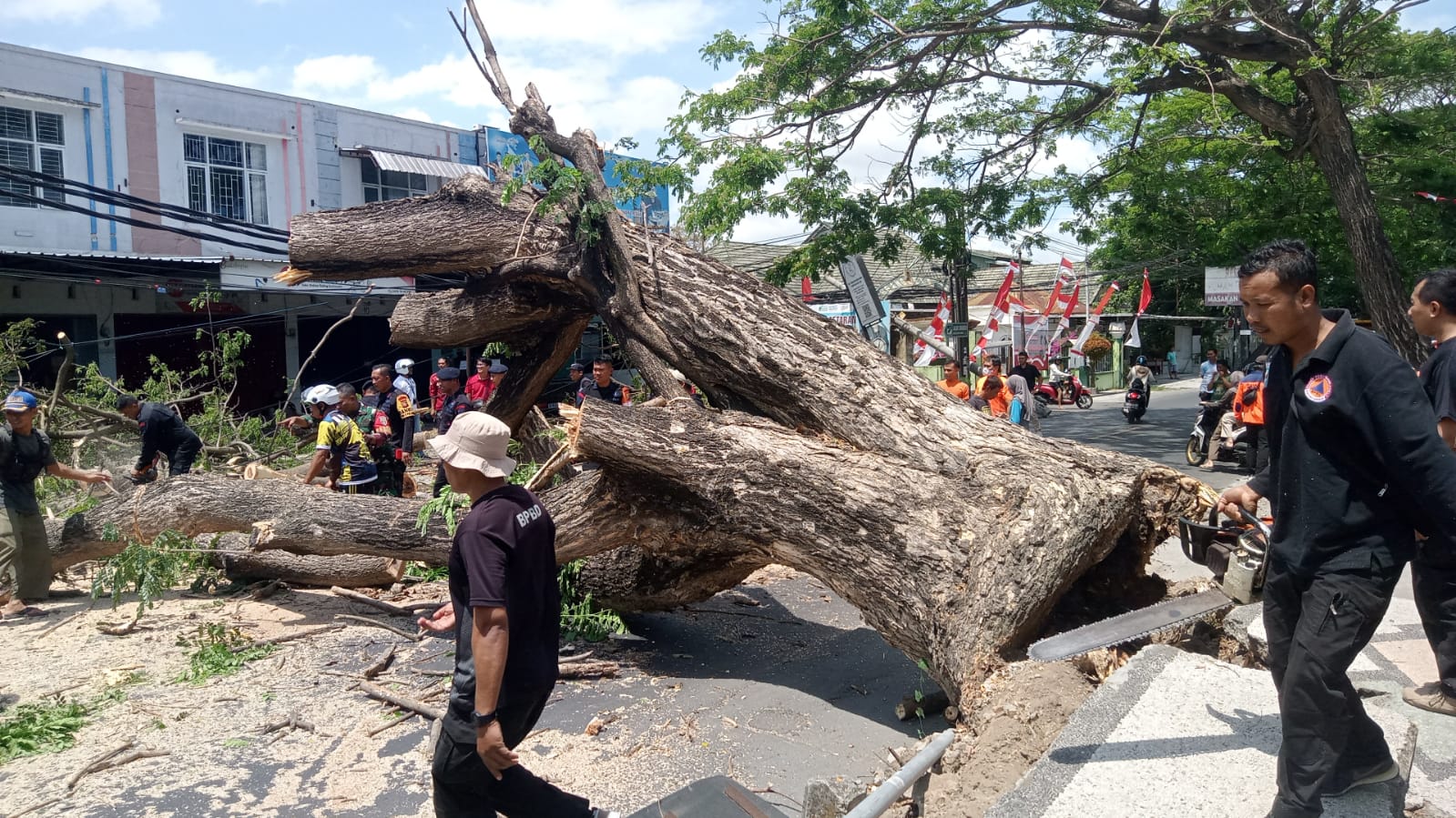 Pohon tumbang di kecamatan ampenan jumat 29 agustus kemarin sore