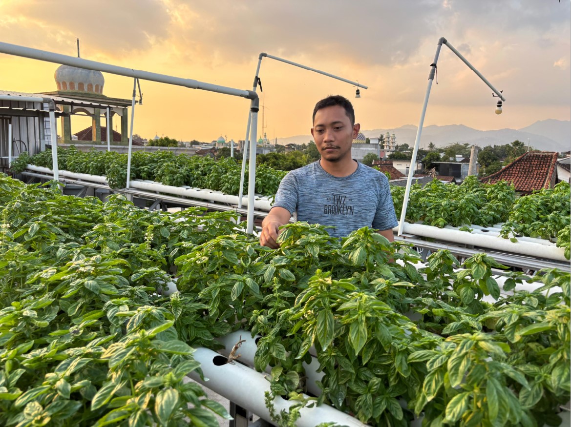 TUMBUH SUBUR: Bayu Andipa memeriksa tanaman Basil yang dibudidayakan dengan sistem hidroponik. Semuanya terlihat siap panen untuk memenuhi kebutuhan sejumlah hotel di kawasan Kuta.