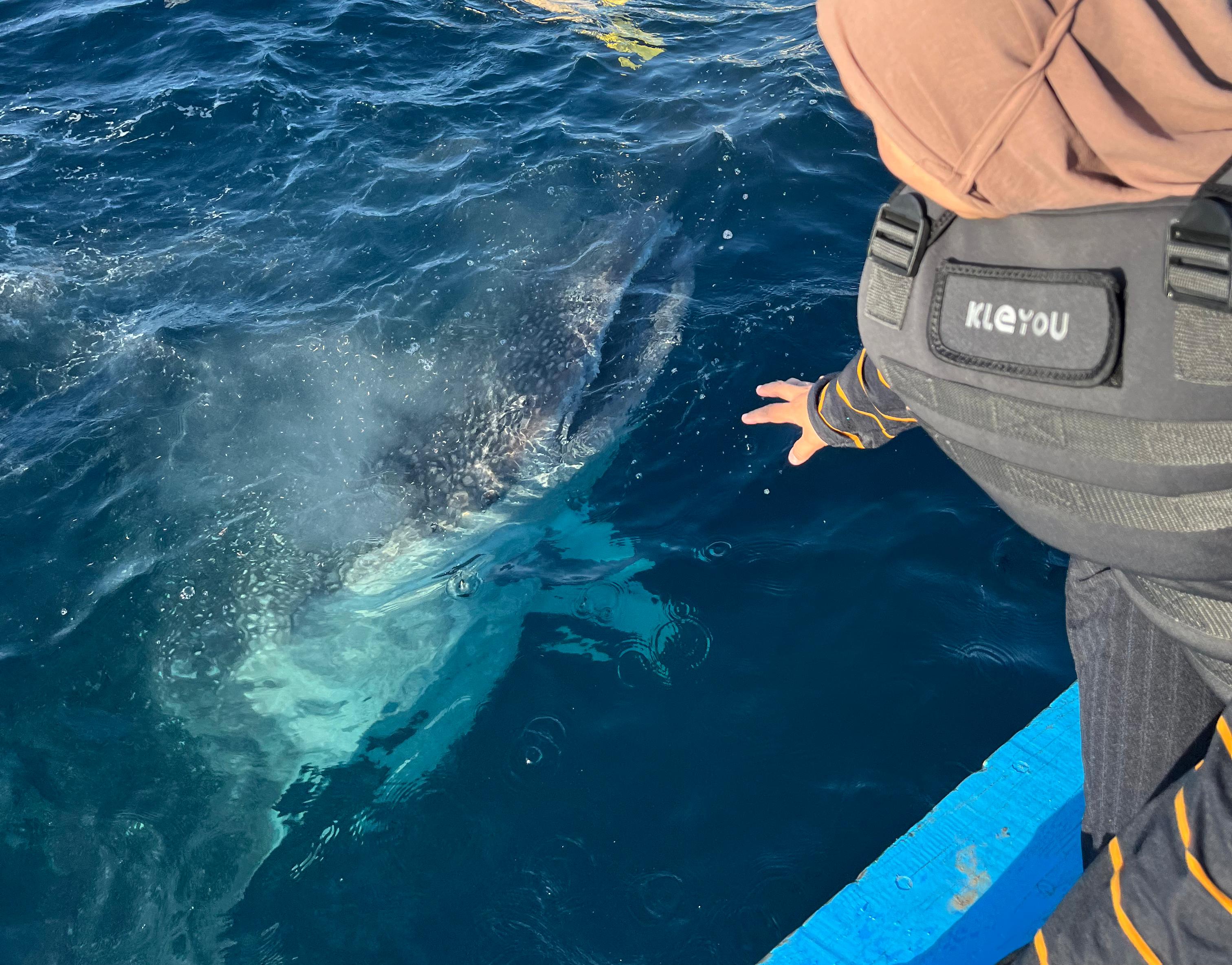 HARUS DILINDUNGI: Kemunculan kawanan hiu paus di Teluk Saleh, Pulau Sumbawa, menarik minat wisatawan berkunjung.