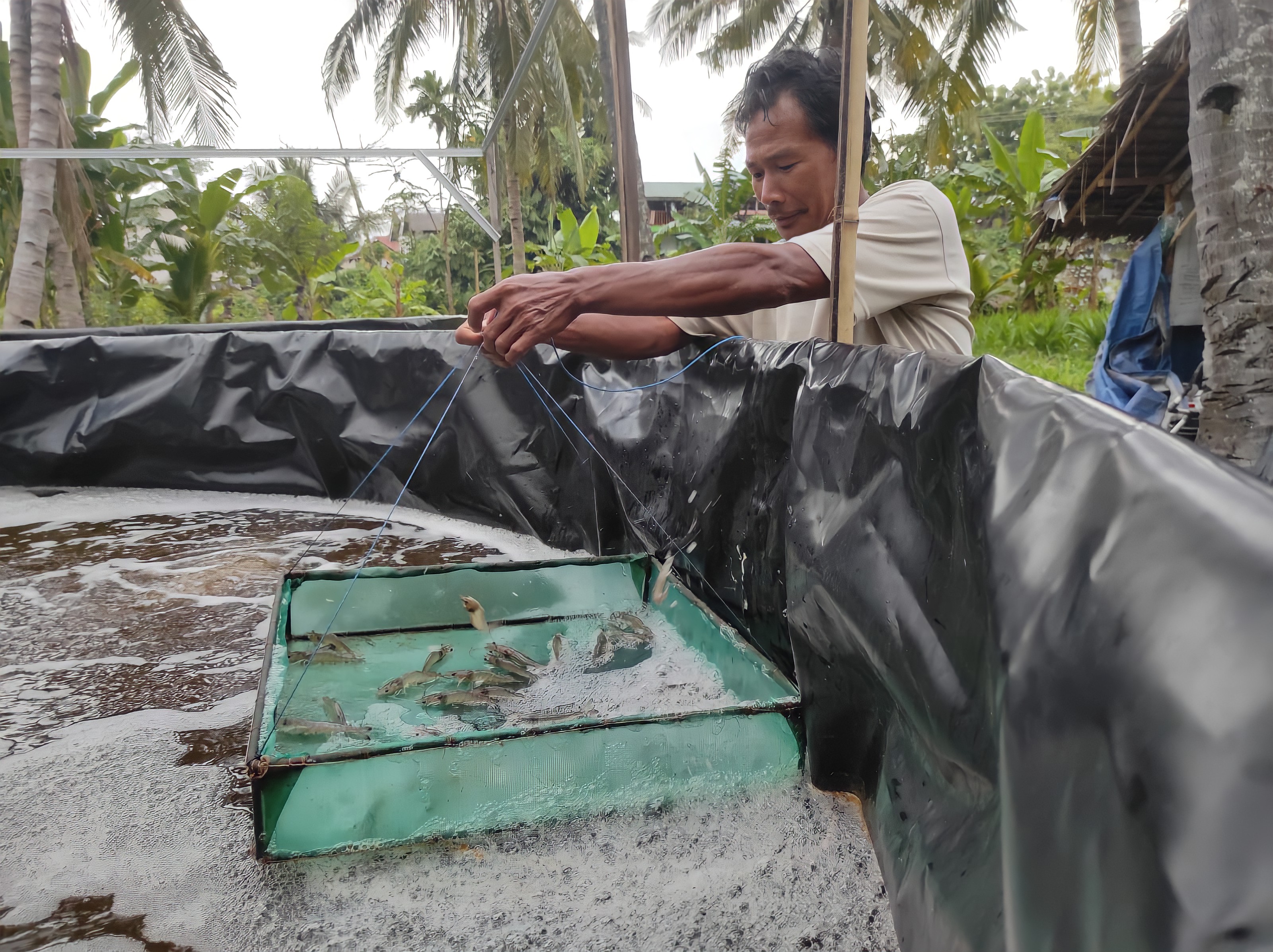 Salah satu pembudi daya udang vaname yang tengah melakukan panen di kolam miliknya, beberapa waktu lalu.
