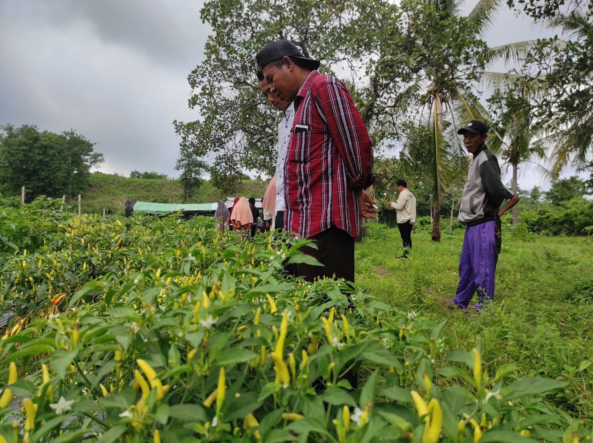 Para petani cabai mengawasi lahannya yang segera memasuki masa panen di Lombok, beberapa waktu lalu.
