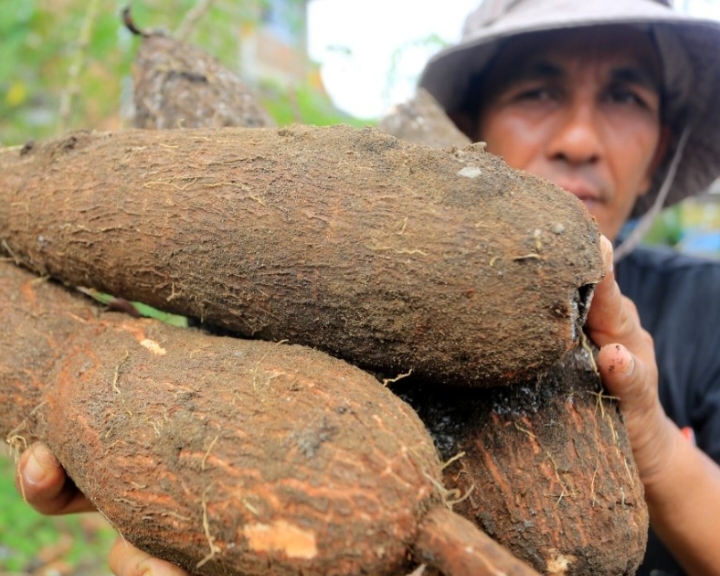 ilustrasi petani singkong