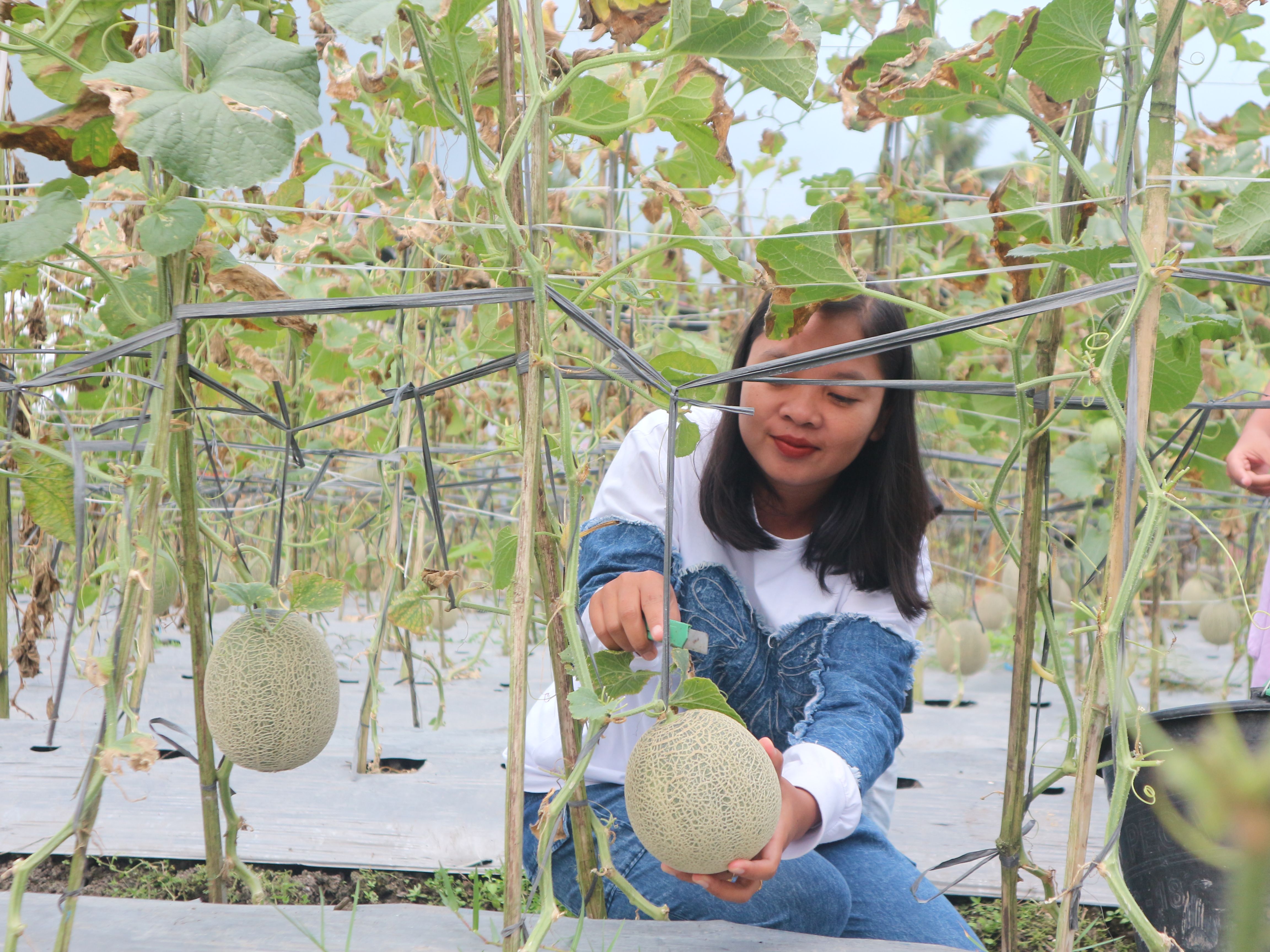 Pengunjung agrowisata Melon Maria Farm yang ada di Desa Sukadana, Kecamatan Terara saat memeriksa buah melon, Minggu (31/8).