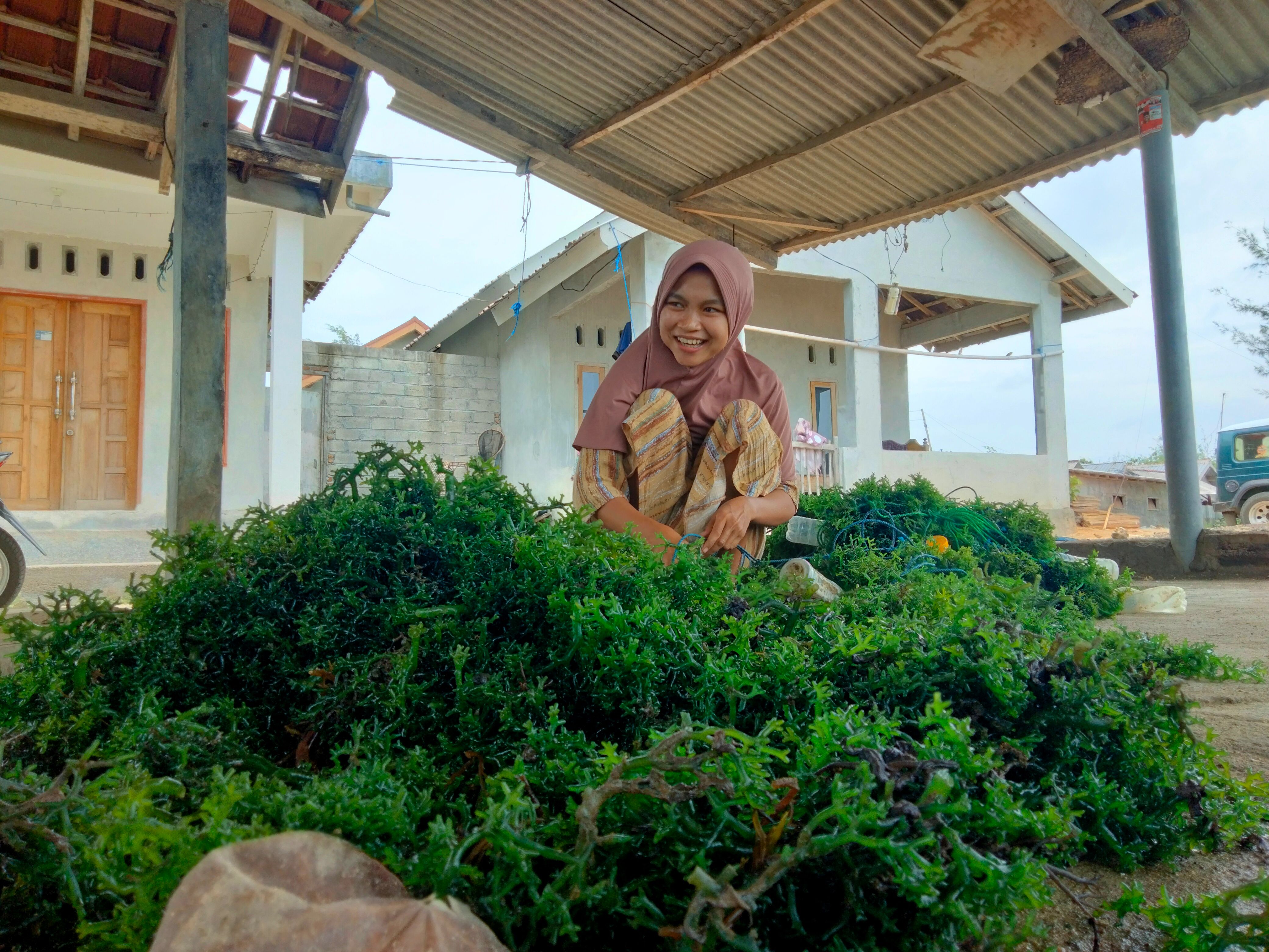 Seorang petani rumput laut saat membuka tali nilon dari rumput laut yang baru di panen.