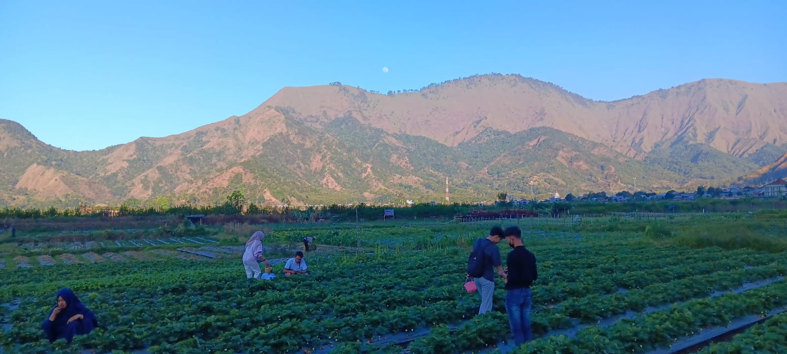 Petualangan Manis di Kaki Rinjani, Wisata Petik Stroberi di Sembalun.