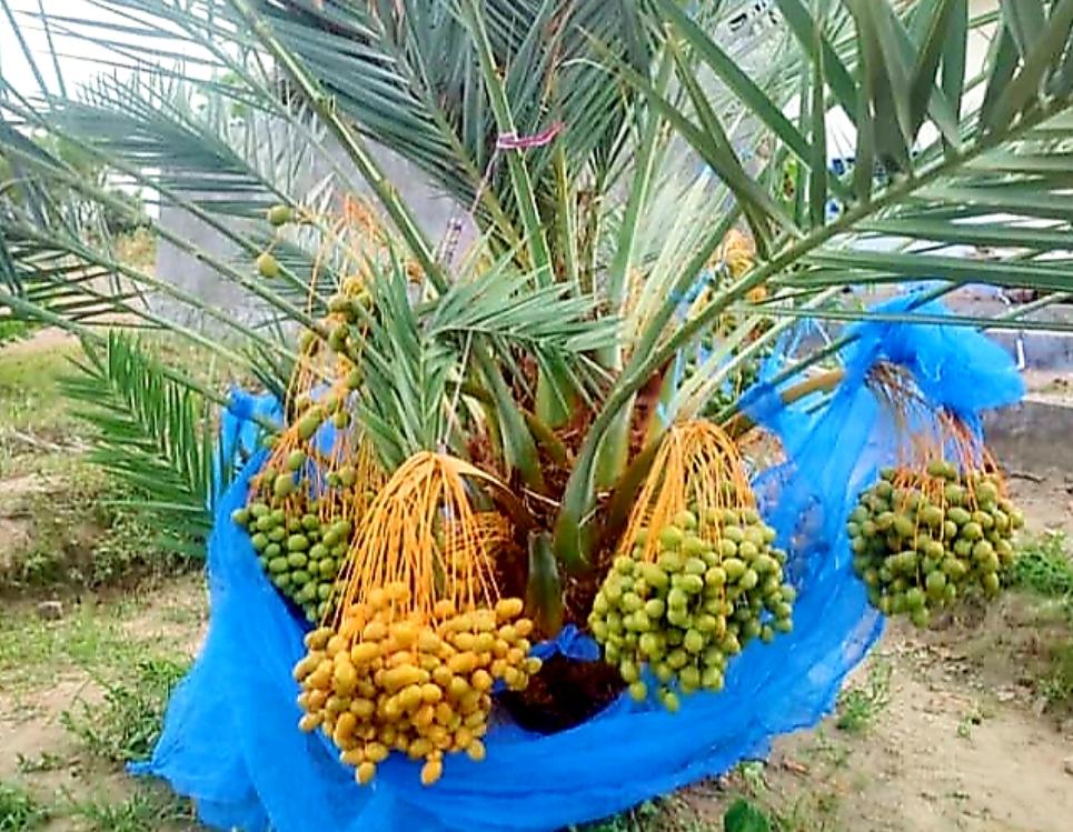 Dengan ditetapkan varietas jenis tanaman berarti bibit kurma Lombok Utara sudah bisa dipasarkan ke mana saja, dengan sebutan varietas sesuai sertifikat yakni Varietas Kumari dari KLU NTB.