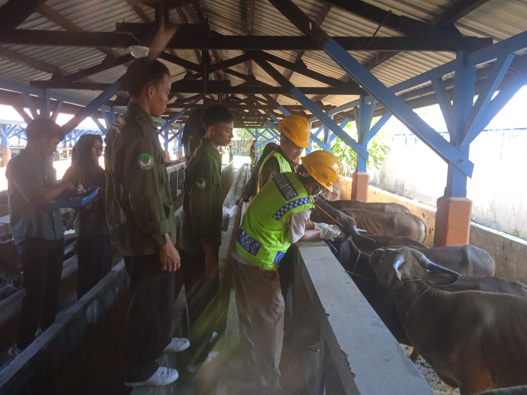 Ratusan Sapi Potong Asal Lombok Barat Siap Berlayar ke Lampung, Dipastikan Sehat Berkat Karantina