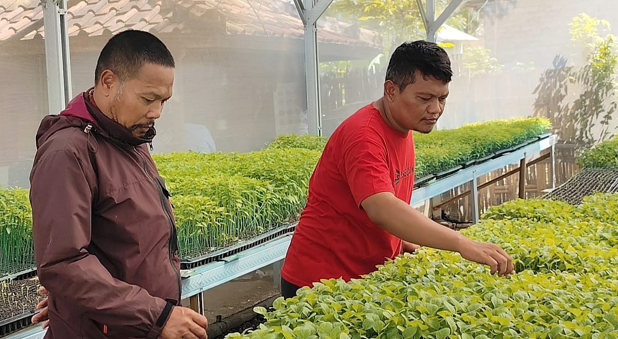 Abdul Maad Adnan Tohir saat mngecek kondisi bibit Hortikultura di green house miliknya.