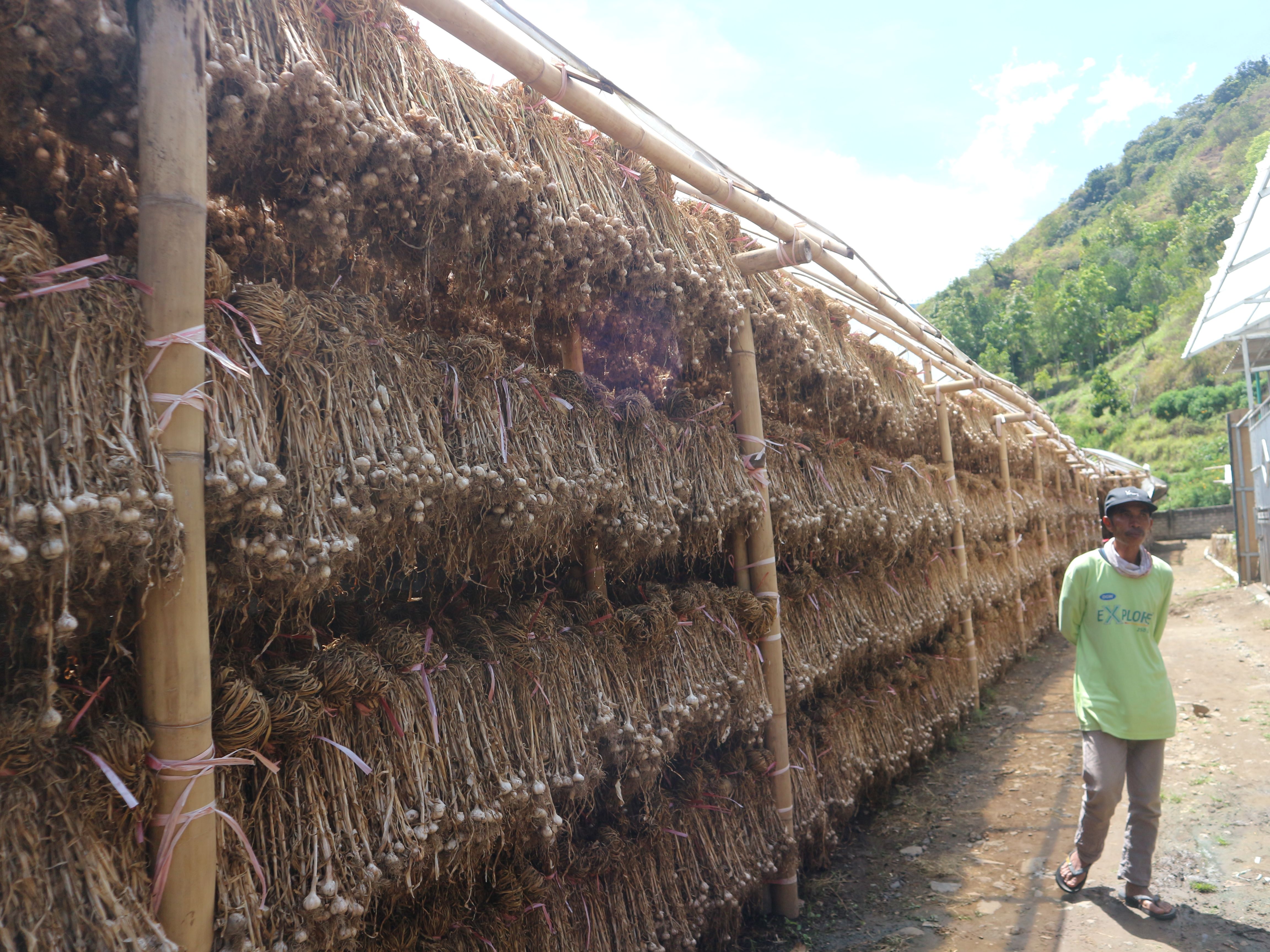 Salah seorang petani bawang putih di Kecamatan Sembalun saat melihat kondisi bawang putih yang sedang dijemur