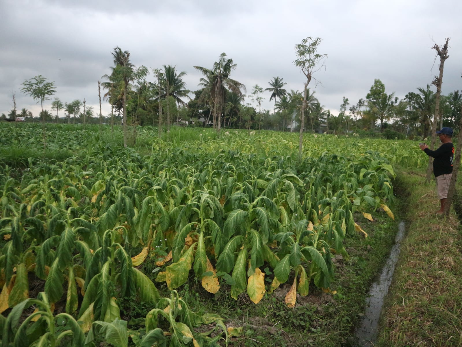 Kondisi tembakau Petani di Desa Rarang dan Desa Sukadana yang layu dan menguning setelah diguyur hujan beberapa hari lalu.