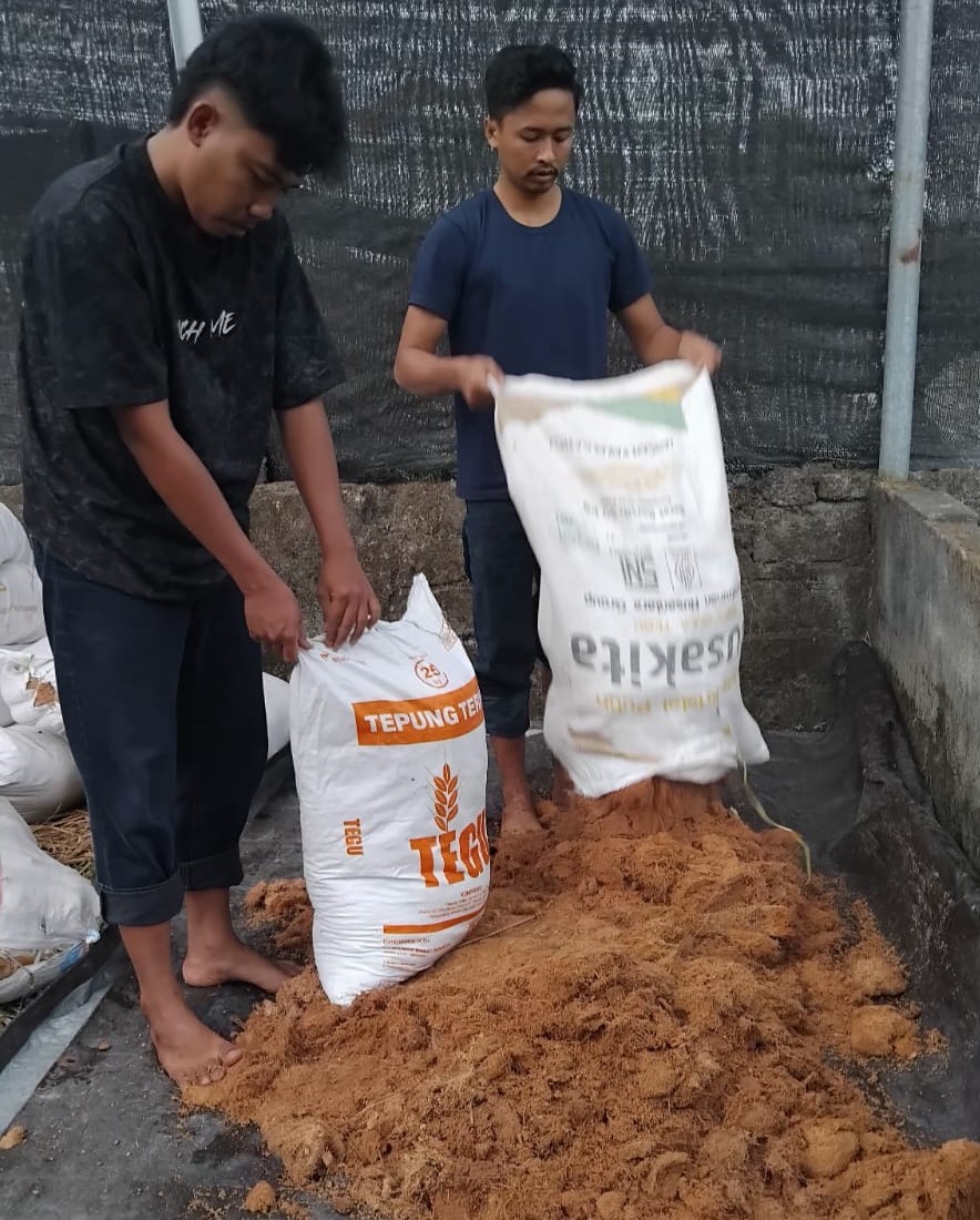 Dua mahasiswa UNW membantu petani jamur merang Rumpun Bersama di Desa Perampuan, Lombok Barat saat budidaya jamur, belum lama ini.  UNW Mataram dampingi petani jamur merang Rumpun Bersama Lobar.
