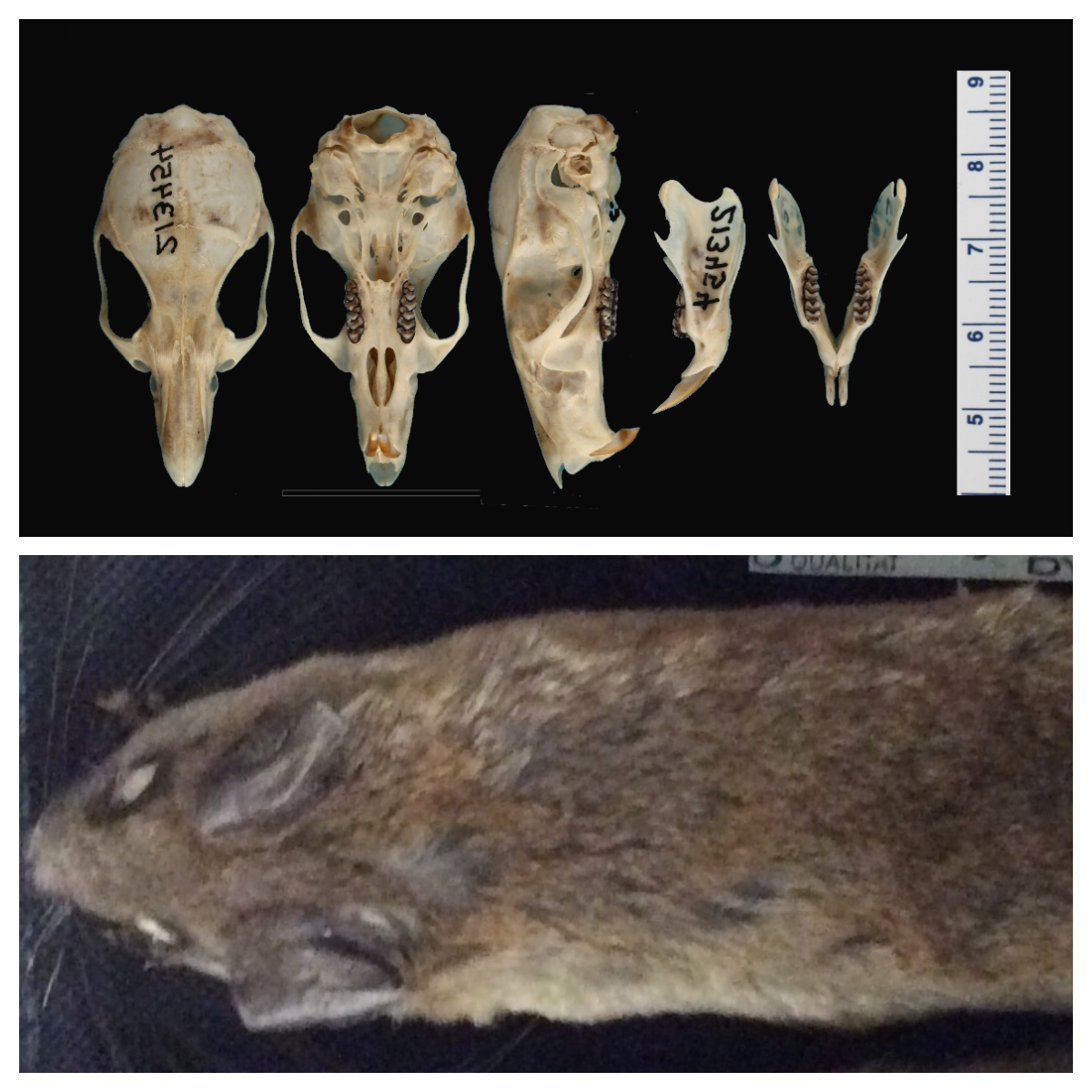Spesies baru tikus hutan Crunomys tompotika ditemukan di Gunung Tompotika, Sulawesi. Bukti kekayaan hayati dan evolusi unik Indonesia.
