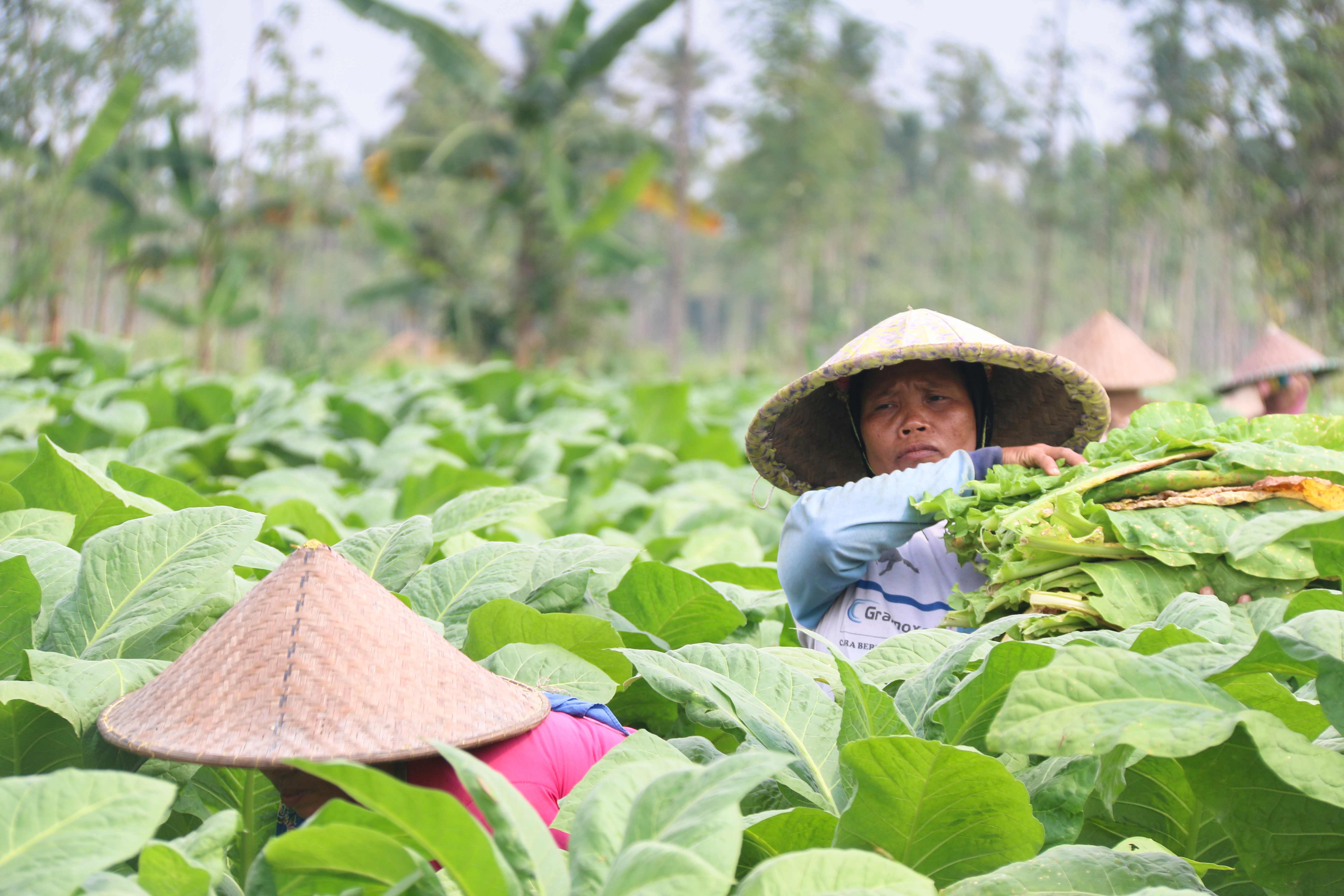 BUTUH KEPASTIAN HARGA: Petani berharap pemprov segera mengambil langkah cepat, menangani masalah harga tembakau.