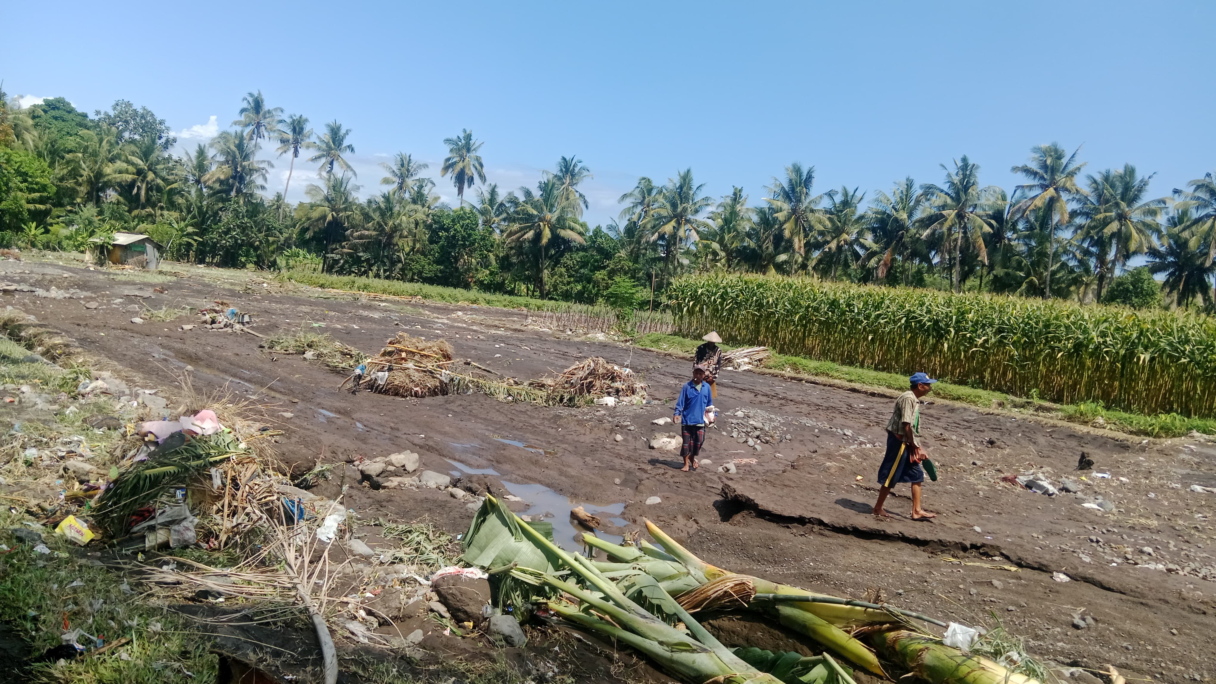 Salah seorang petani yang terdampak sawahnya oleh Banjir beberapa waktu lalu saat mengangkat sampah-sampah yang masuk ke dalam sawahnya, Minggu (21/9).