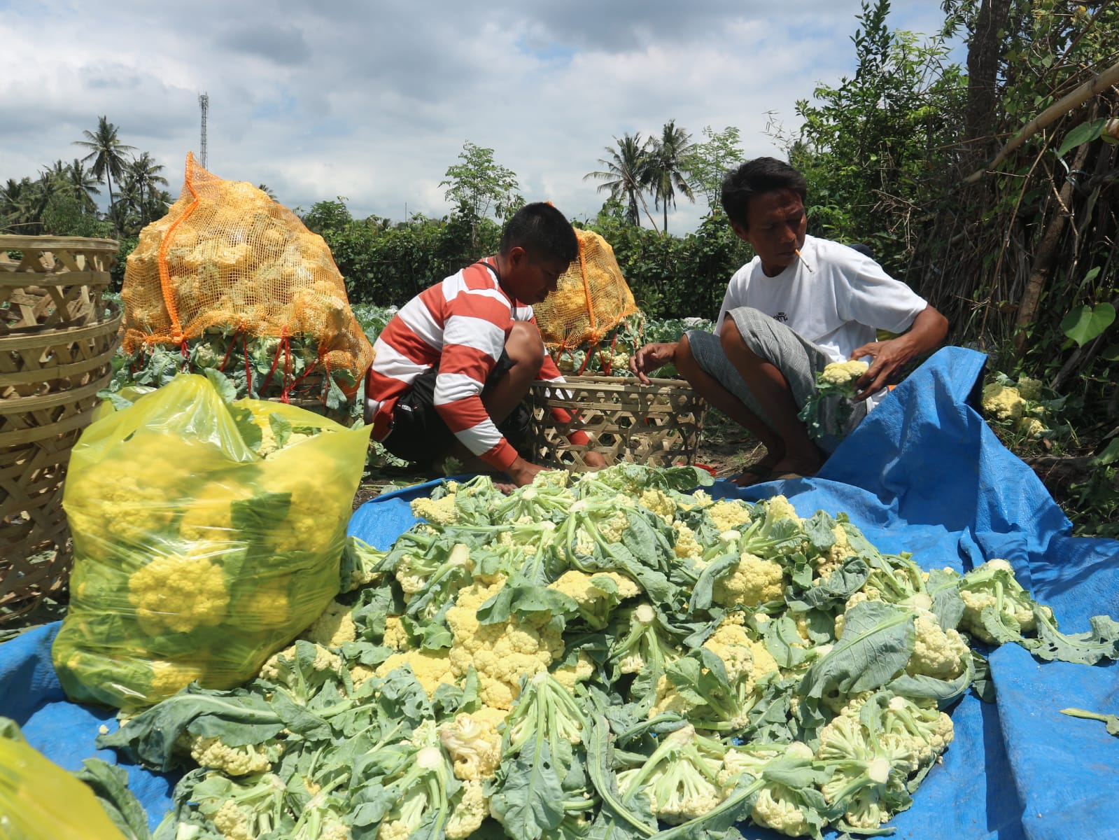 Apandi petani sayur asal Desa Mamben Lauk saat panen sayur brokoli di sawah miliknya, Minggu (21/9)