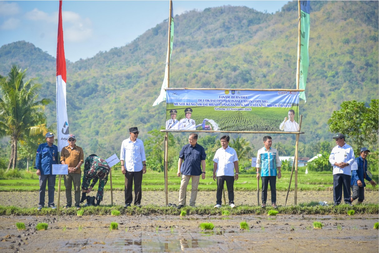 Gubernur NTB, Lalu Muhamad Iqbal bersama Bupati KSB, H. Amar Nurmansyah, Bupati Dompu, Bambang Firdaus dan Bupati Sumbawa, H. Syarafuddin Jarot saat tanam padi bersama di lahan Oplah.