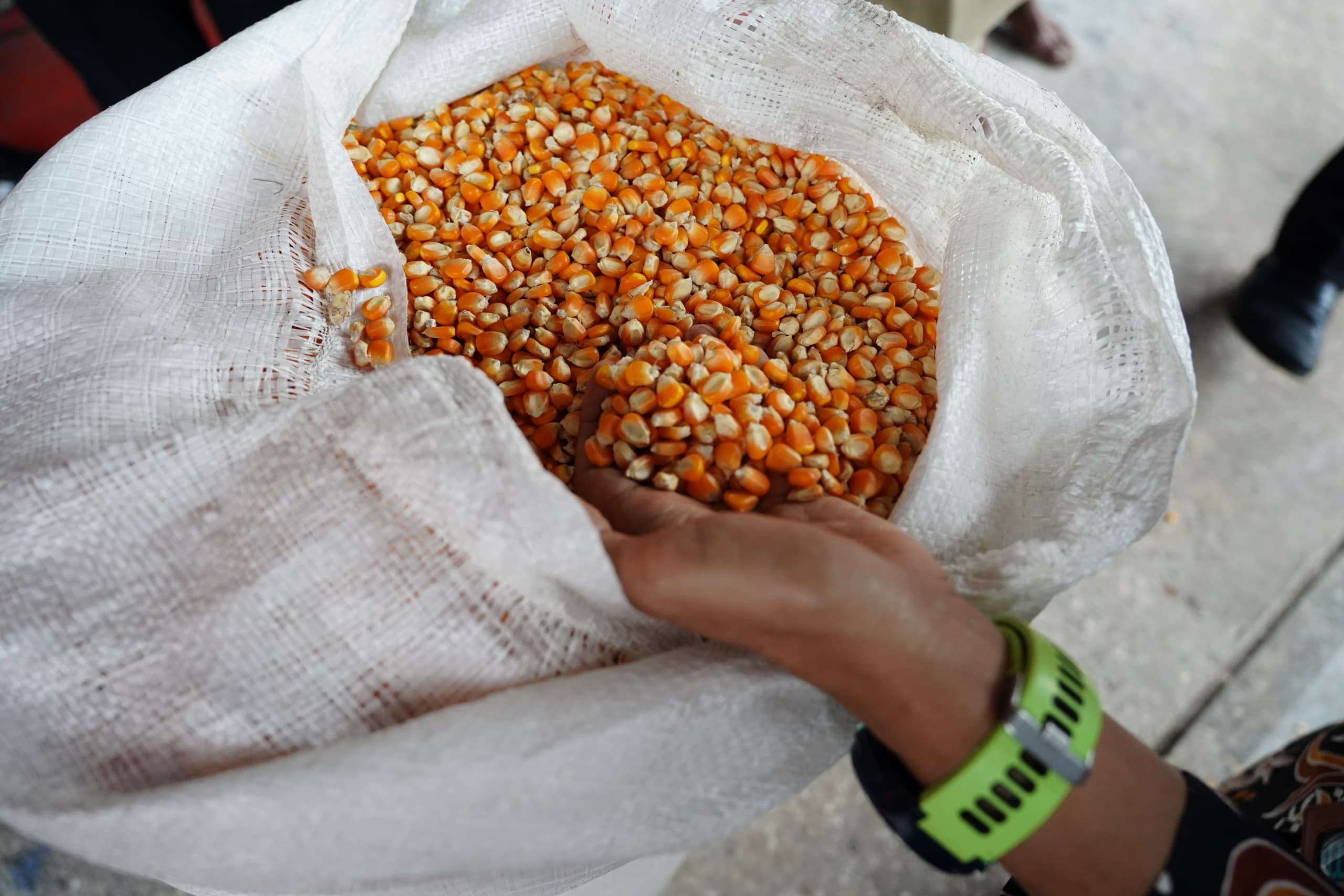 Jagung adalah palawija utama yang menjadi komoditas pokok sub sektor tanaman pangan.