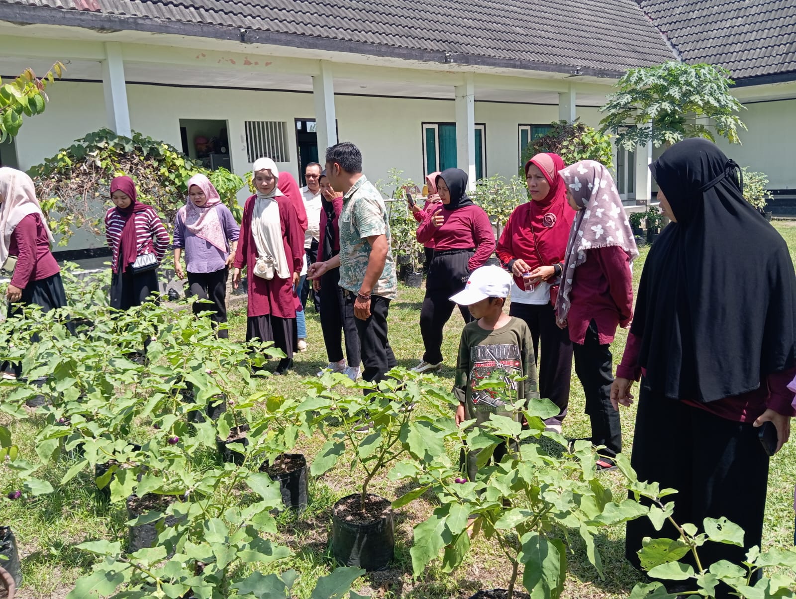 PRODUKTIF: Anggota PKK melihat tanaman sayur yang ada di Kantor Dinas Ketahanan Pangan Lombok Barat.