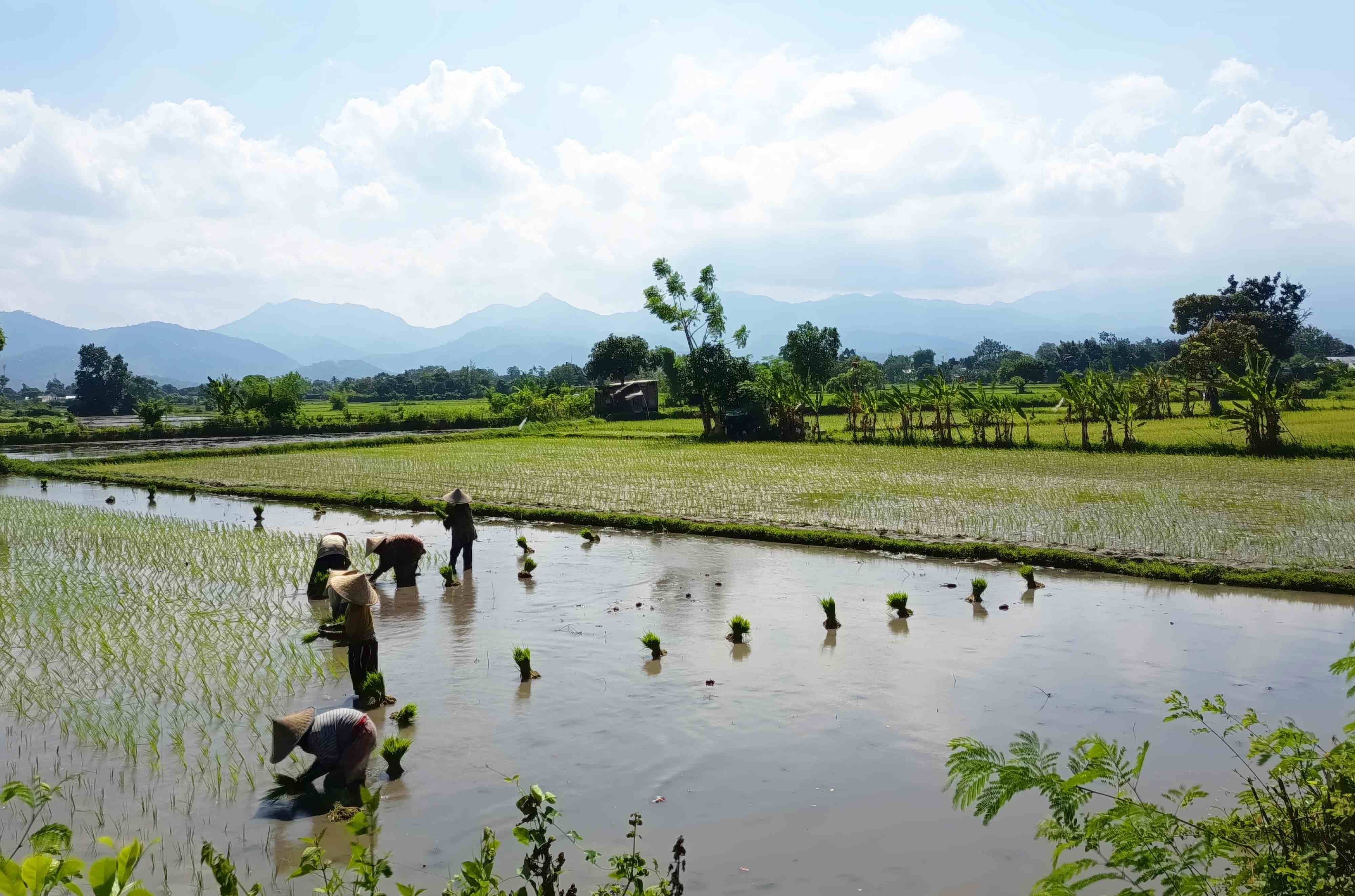 MASIH BERTAHAN: Para buruh tani secara gotong royong menanam padi di lahan persawahan yang masih tersedia.