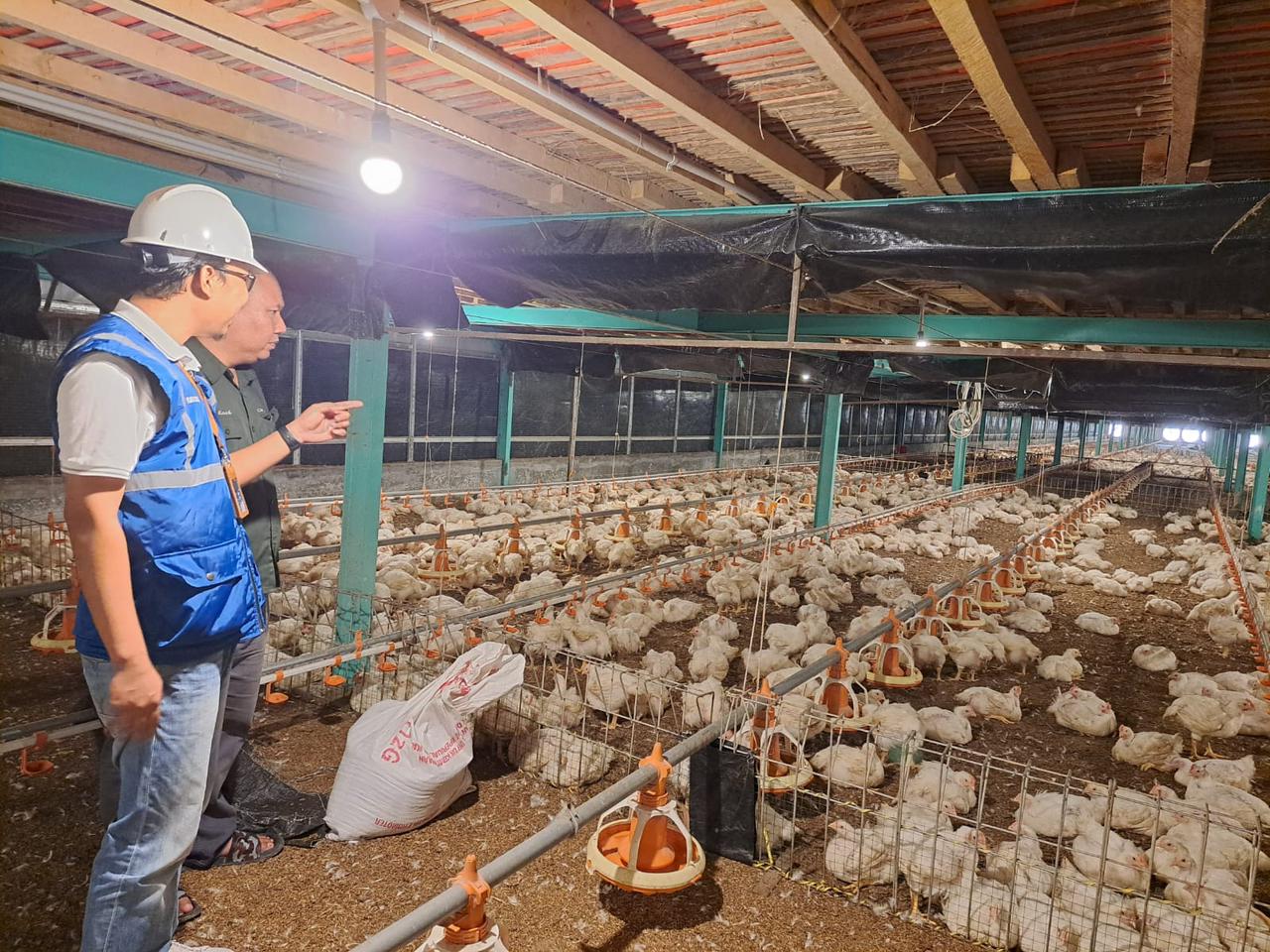 Kehadiran energi listrik yang  andal dan terjangkau berdampak positif bagi daya beli masyarakat dan pertumbuhan ekonomi, salah satunya terhadap usaha pembibitan ayam.