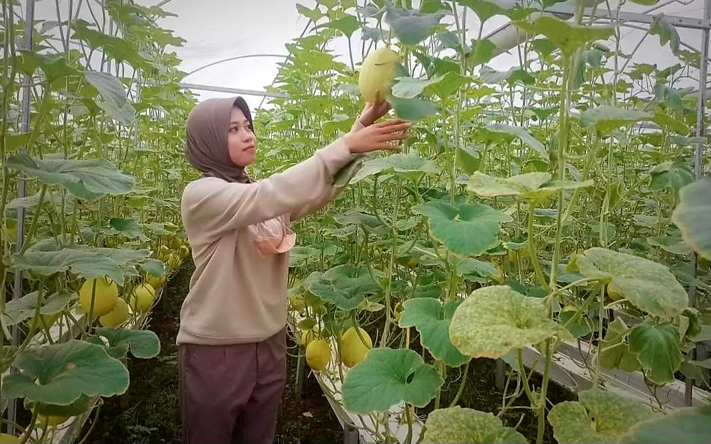 DESA WISATA: Agro wisata golden melon menjadi salah satu daya tarik desa wisata Kebon Ayu, Kecamatan Gerung, Lombok Barat.