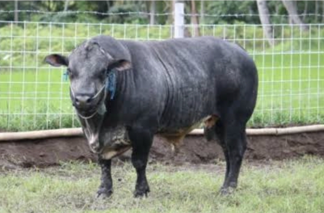 Dengan otot gandanya, daging Sapi Gama berpotensi masuk pasar daging premium dan industri kuliner skala besar. (istimewa)