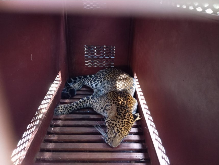 TAMU TAK DIUNDANG: Petugas BKSDA, Polsek Sukasari, Lembang Park & Zoo, DPKP Kota Bandung melakukan evakuasi macan tutul dari Anugerah Hotel, Kota Bandung, Senin (6/10).