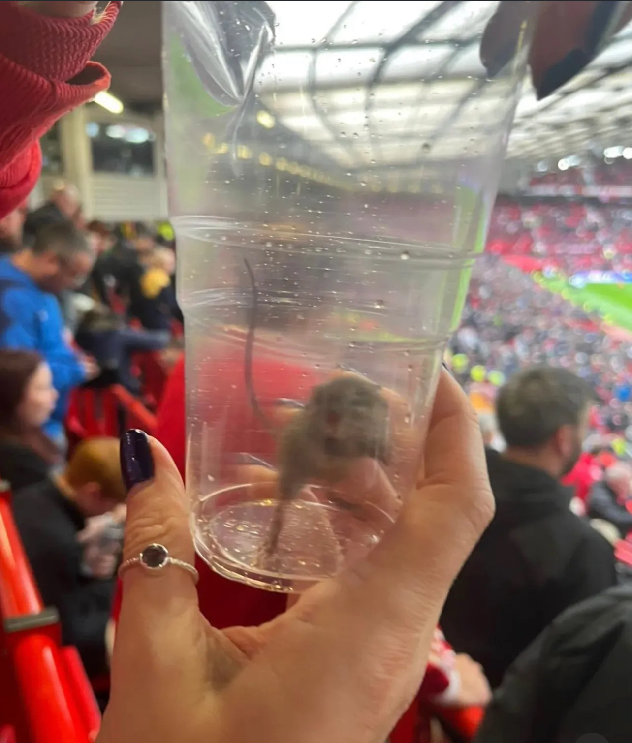 Old Trafford kembali jadi sorotan usai penggemar Sunderland menangkap tikus hidup di tribun. Kebersihan stadion dipertanyakan lagi.