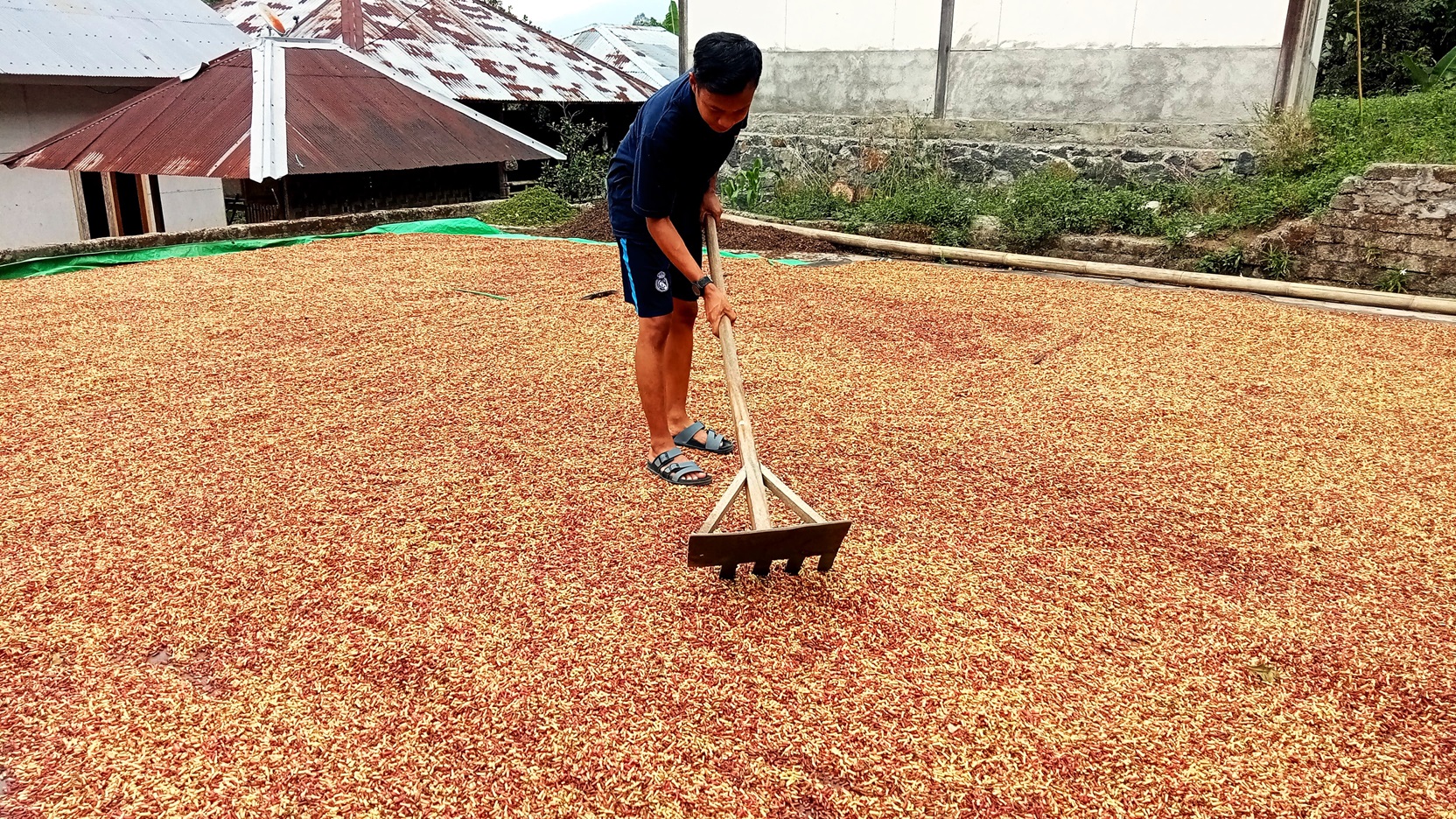 Petani Lombok Utara yang tengah menjemur cengkeh hasil panennya, beberapa waktu lalu.