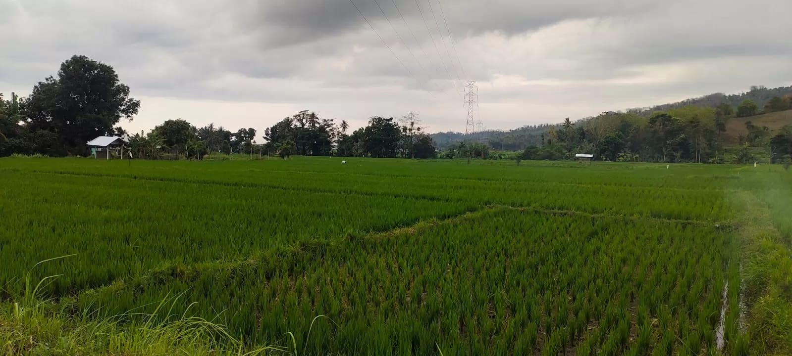 TEMUI KENDALA: Lahan persawahan yang ada di Kecamatan Gangga. Saat ini Pemda Lombok Utara sedang menyusun revisi RTRW